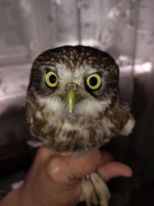 🦉 Продам домового сыча