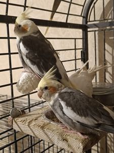🌿 У продажу ручні малюки Корелл 🌿