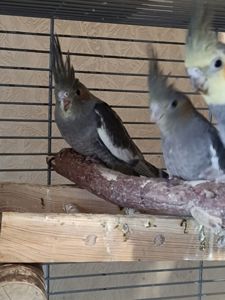 🌿 У продажу ручні малюки Корелл 🌿