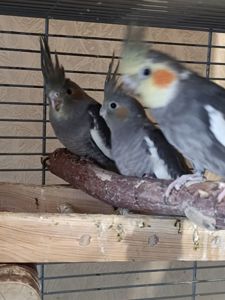 🌿 У продажу ручні малюки Корелл 🌿