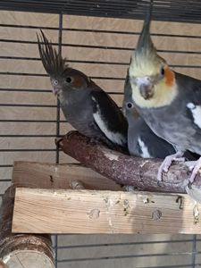 🌿 У продажу ручні малюки Корелл 🌿