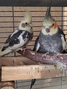 🌿 У продажу ручні малюки Корелл 🌿