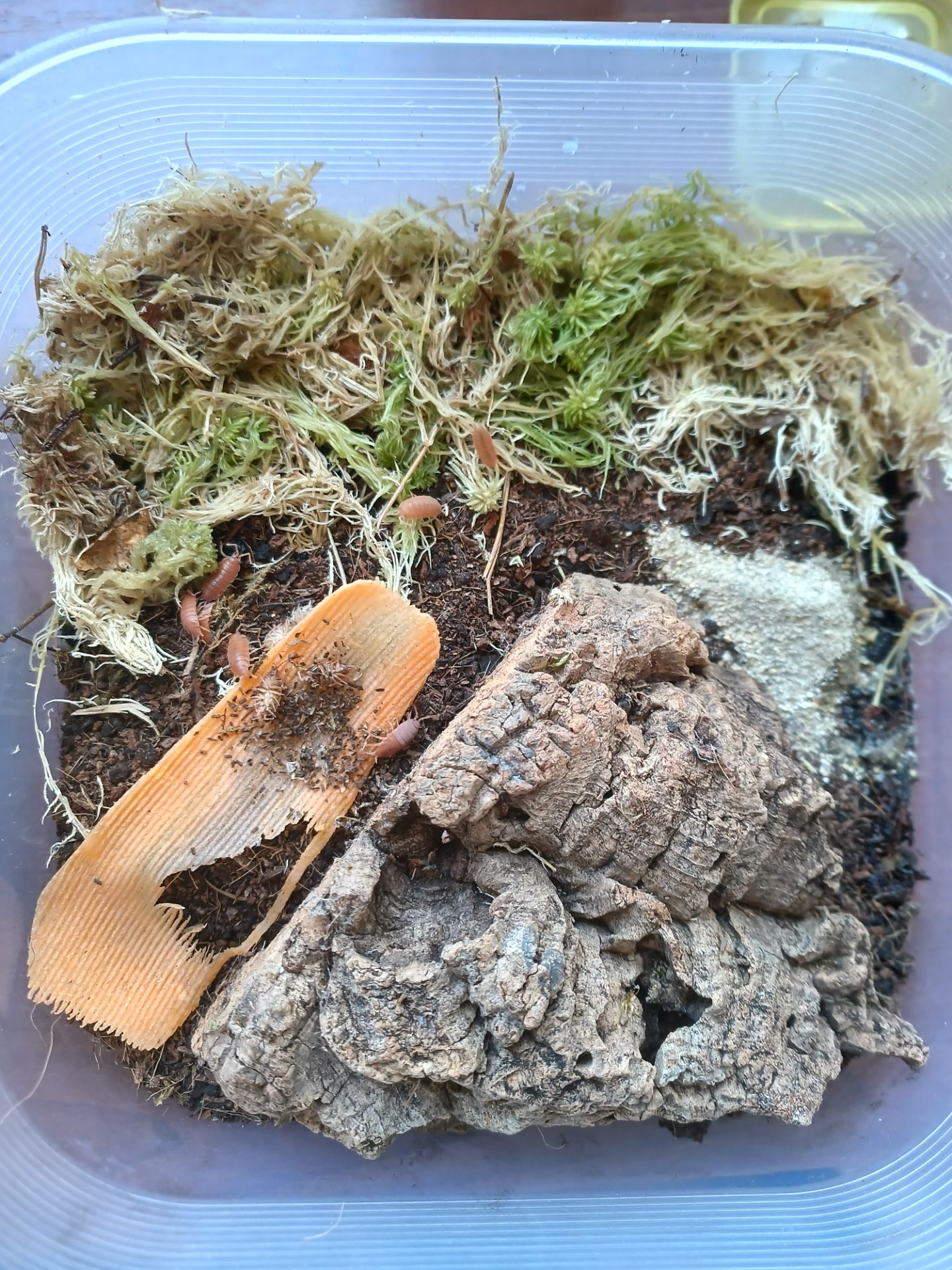 Коровки и оранжы