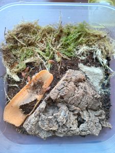 Коровки и оранжы