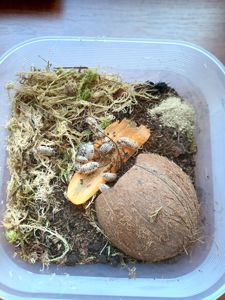 Коровки и оранжы