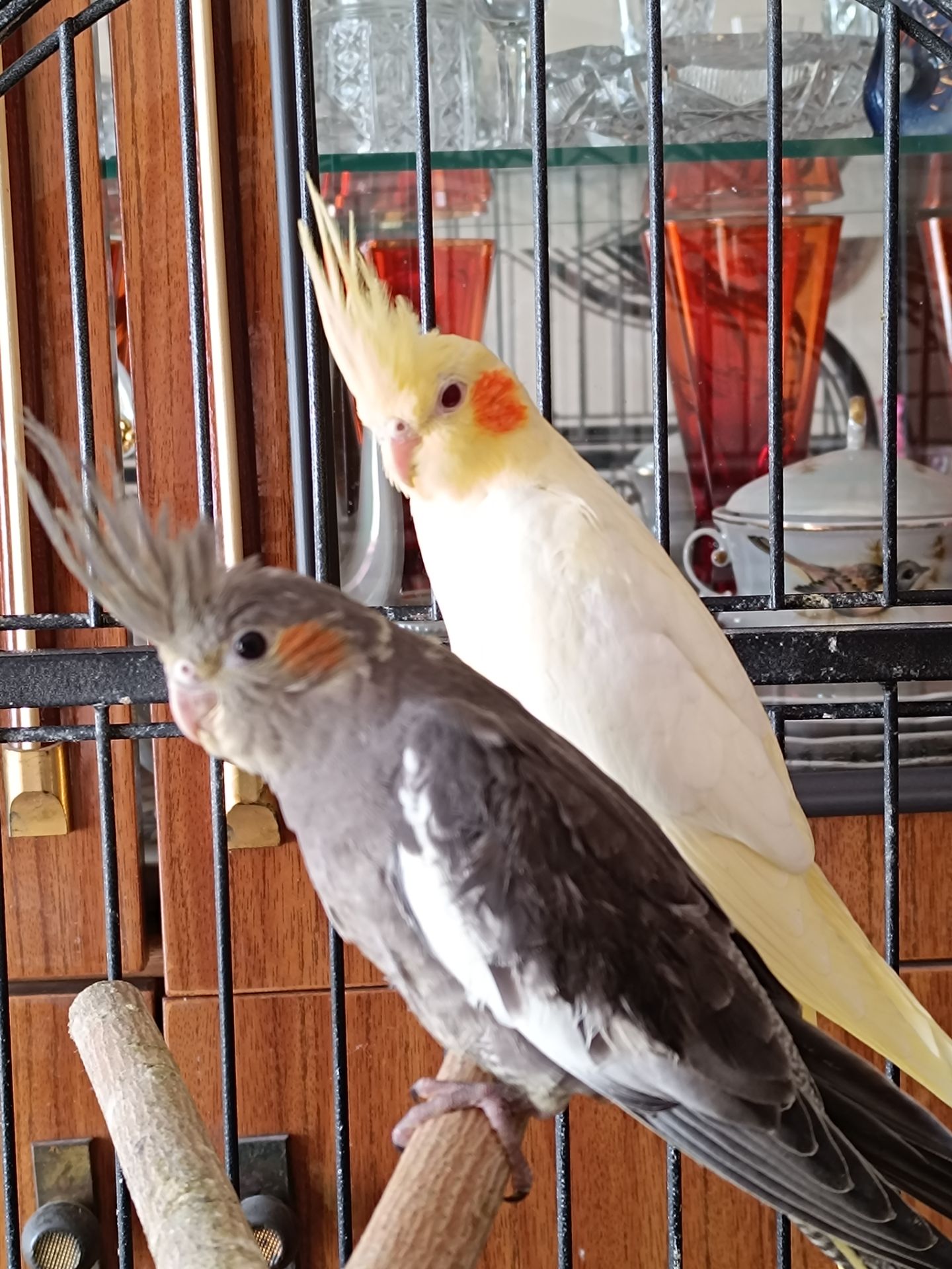 🌿 Красивые малыши кореллы 🦜