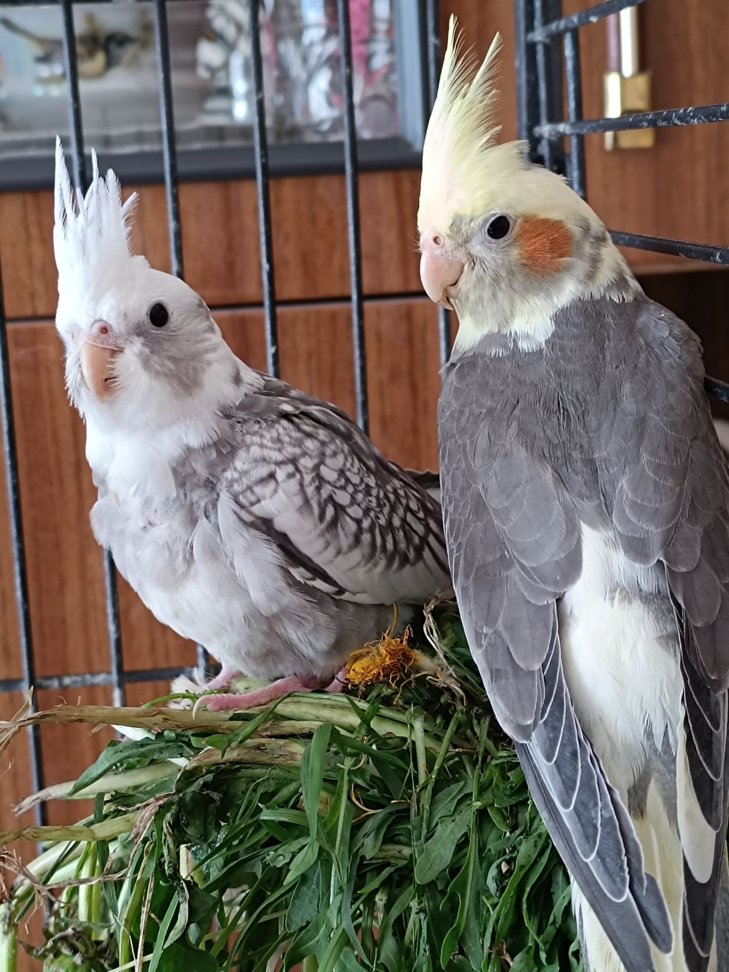 🌿 Красивые малыши кореллы 🦜