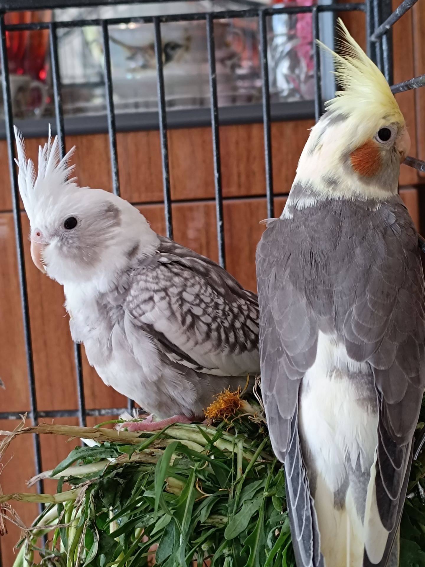 🌿 Красивые малыши кореллы 🦜