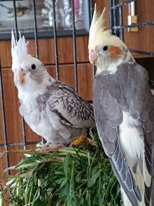 🌿 Красивые малыши кореллы 🦜