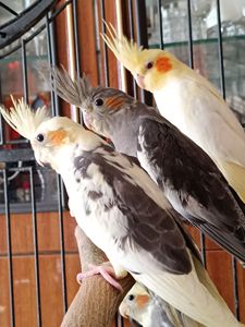 🌿 Красивые малыши кореллы 🦜