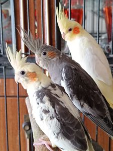 🌿 Красивые малыши кореллы 🦜