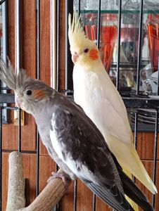 🌿 Красивые малыши кореллы 🦜
