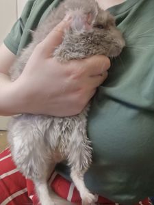 Шиншила дівчинка