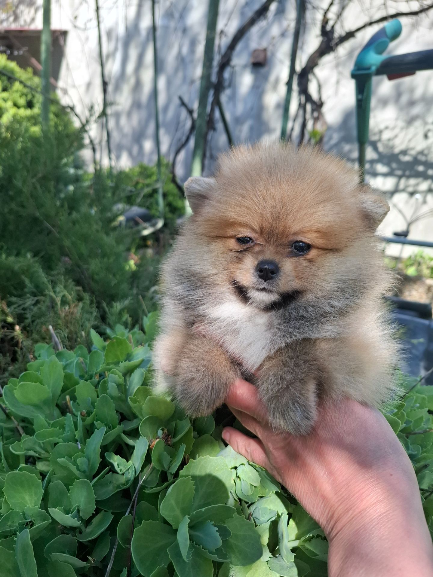 Продаже девочки шпица