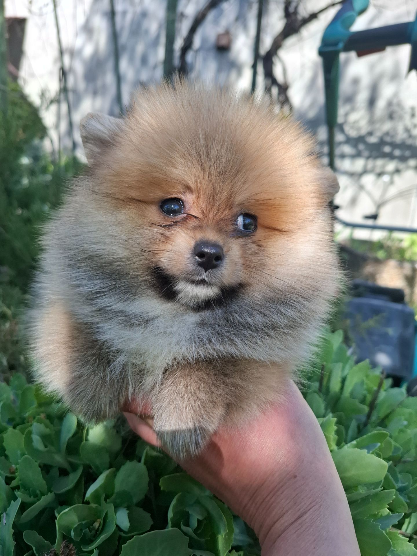 Продаже девочки шпица