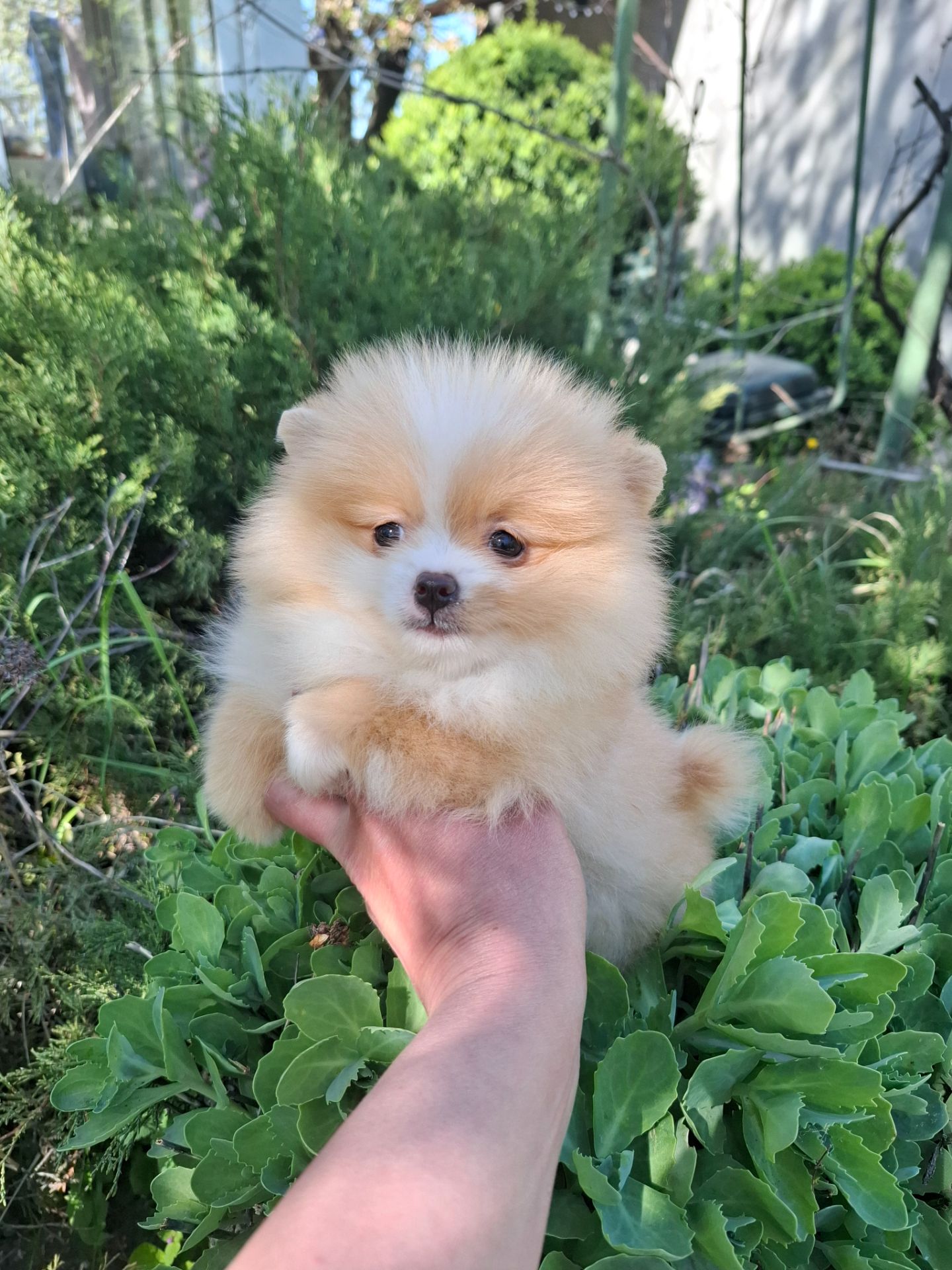 Продаже девочки шпица