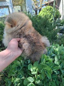 Продаже девочки шпица