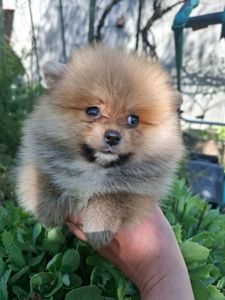 Продаже девочки шпица
