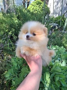 Продаже девочки шпица