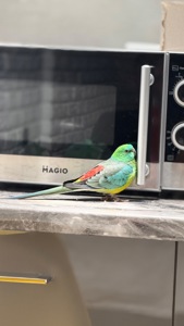 Продаж папуги в хороші руки🦜