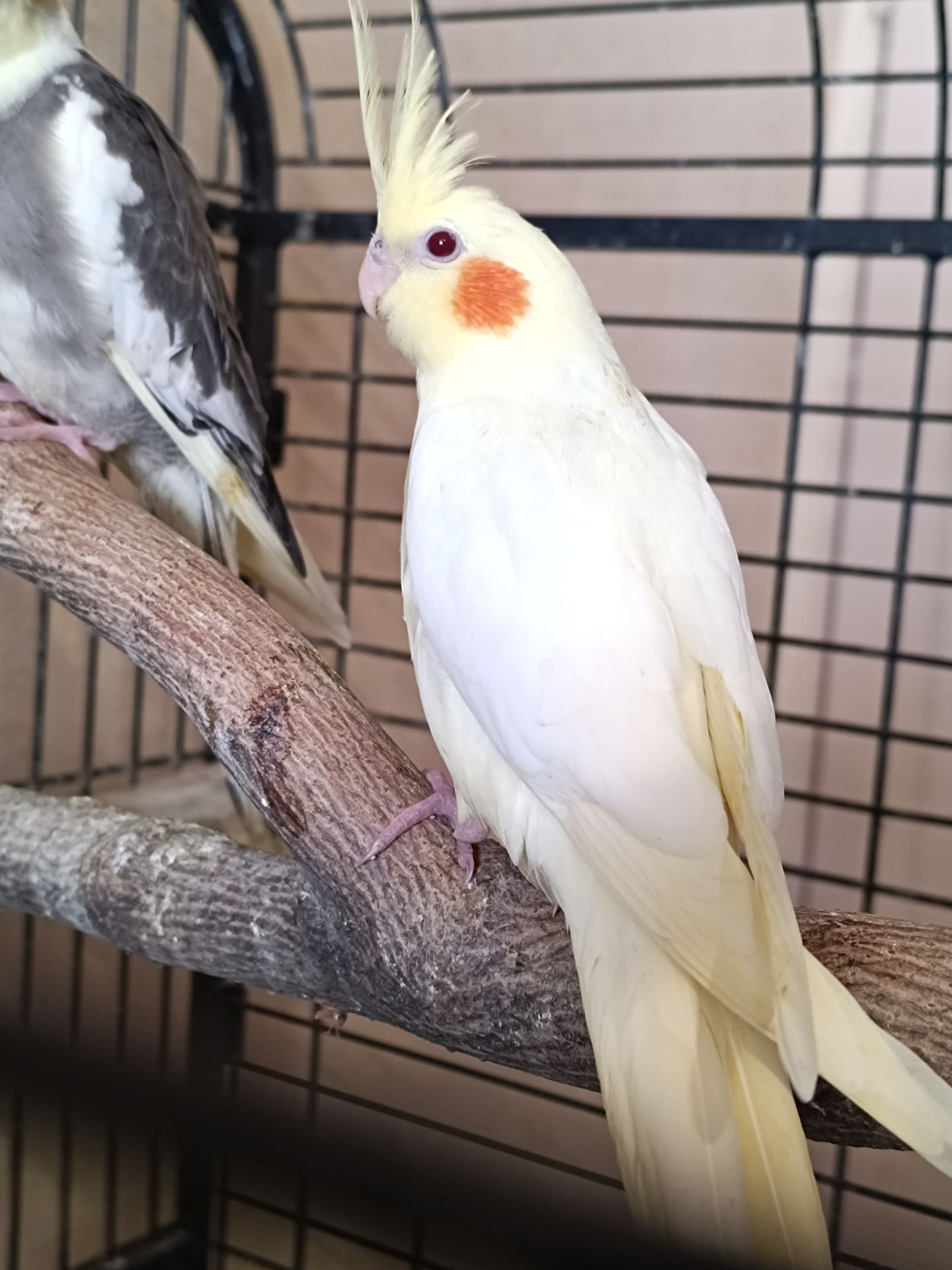 🌿 Красивые малыши Корелл 🌿
