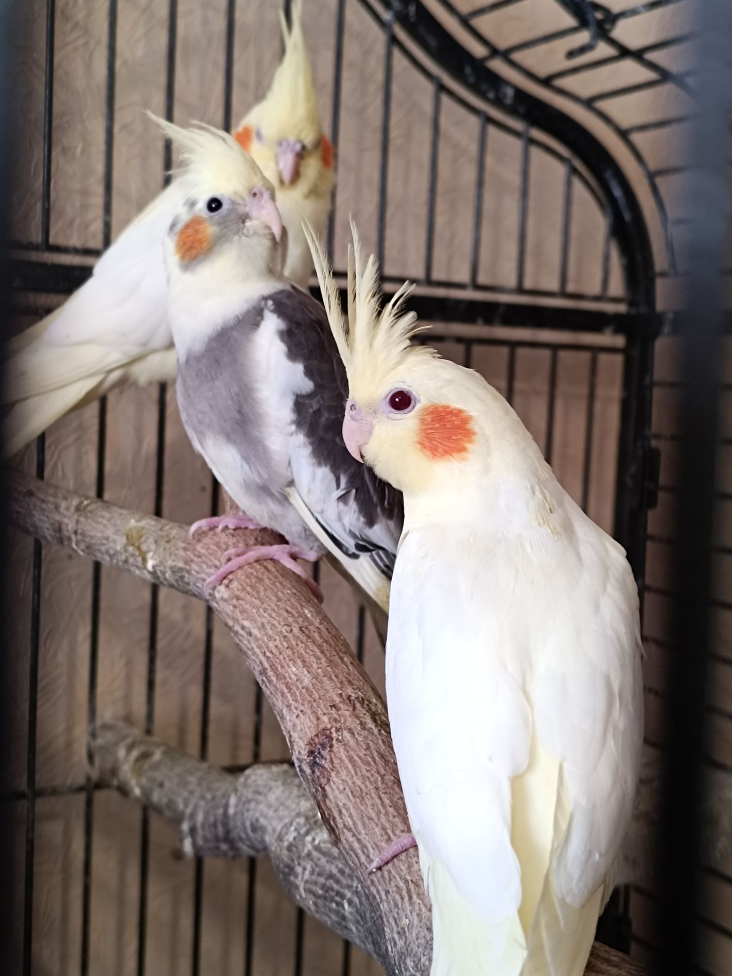 🌿 Красивые малыши Корелл 🌿