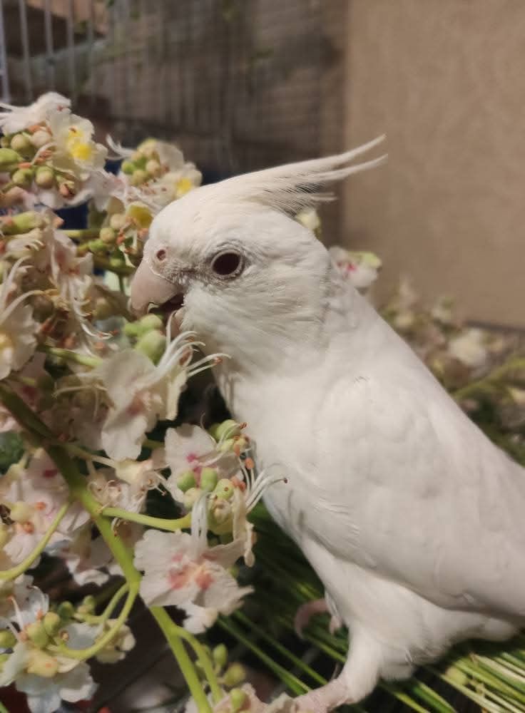 🐦 Пташенята корелл 🐦