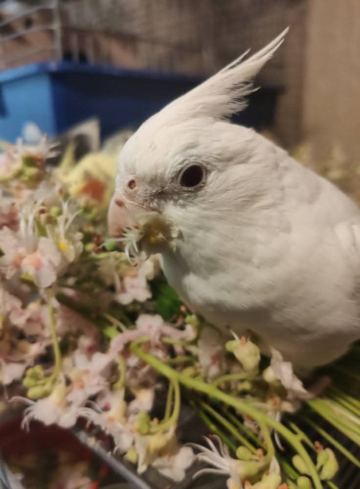 🐦 Пташенята корелл 🐦