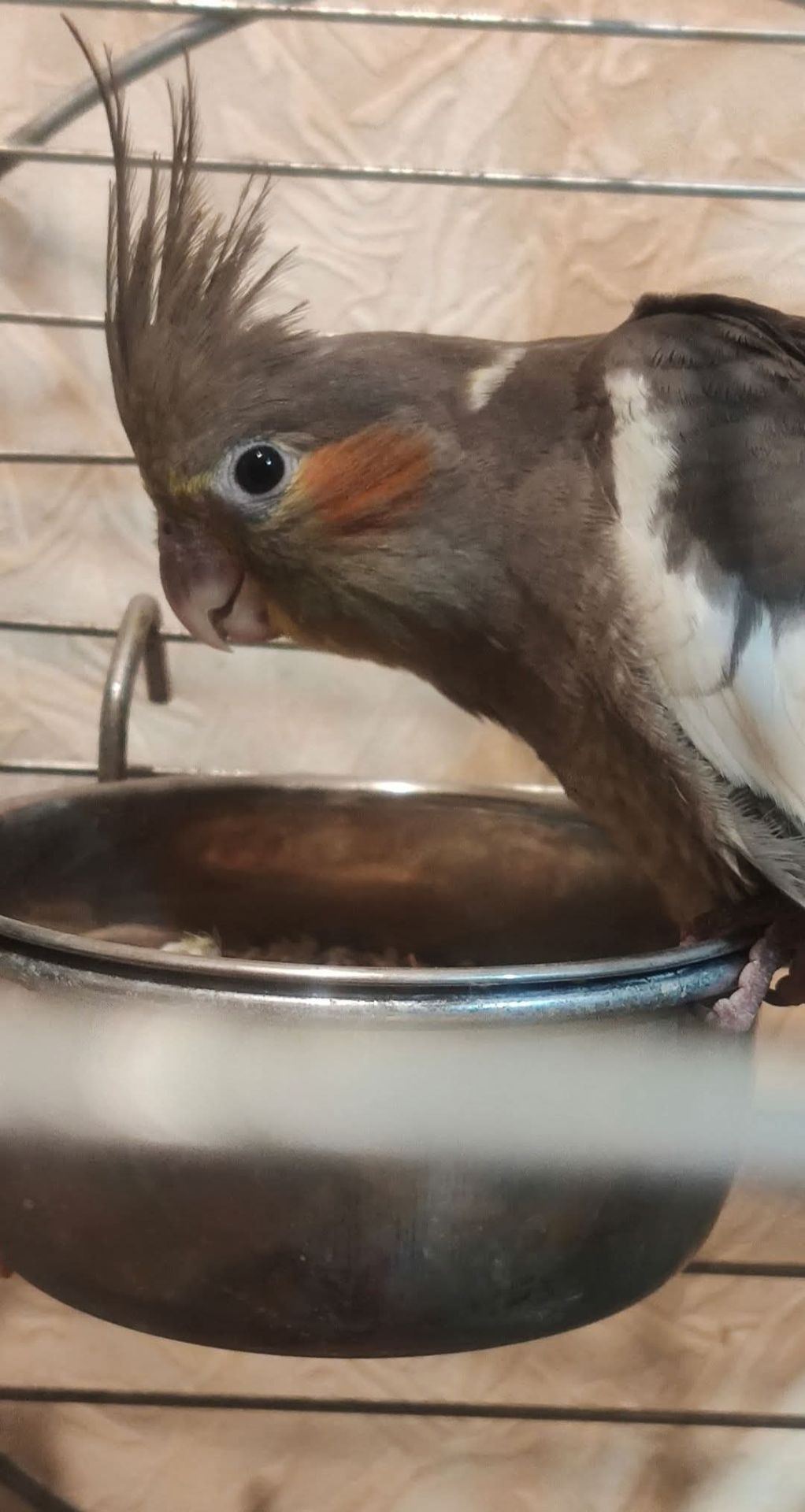 🐦 Пташенята корелл 🐦