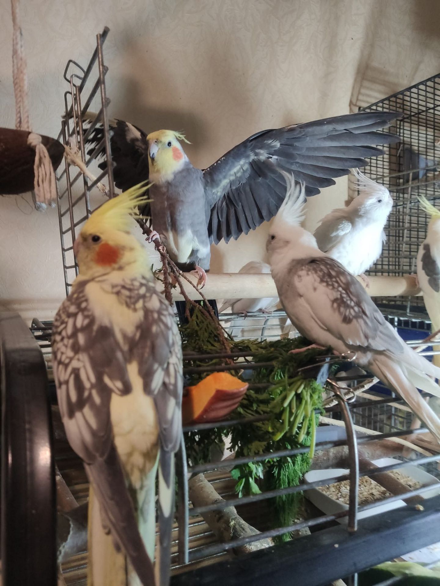 🐦 Пташенята корелл 🐦
