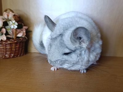 Дівчинка шиншила біла ебоні
