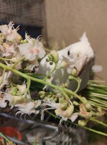 🐦 Пташенята корелл 🐦