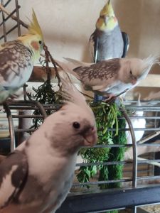 🐦 Пташенята корелл 🐦