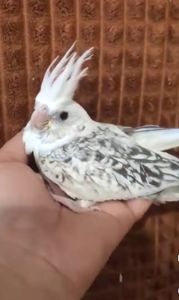 🐦 Пташенята корелл 🐦