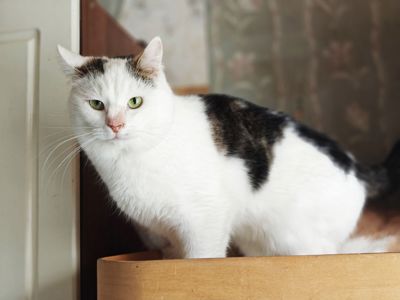 Плюш