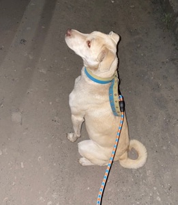 Молодий метис лабрадора або шарпея