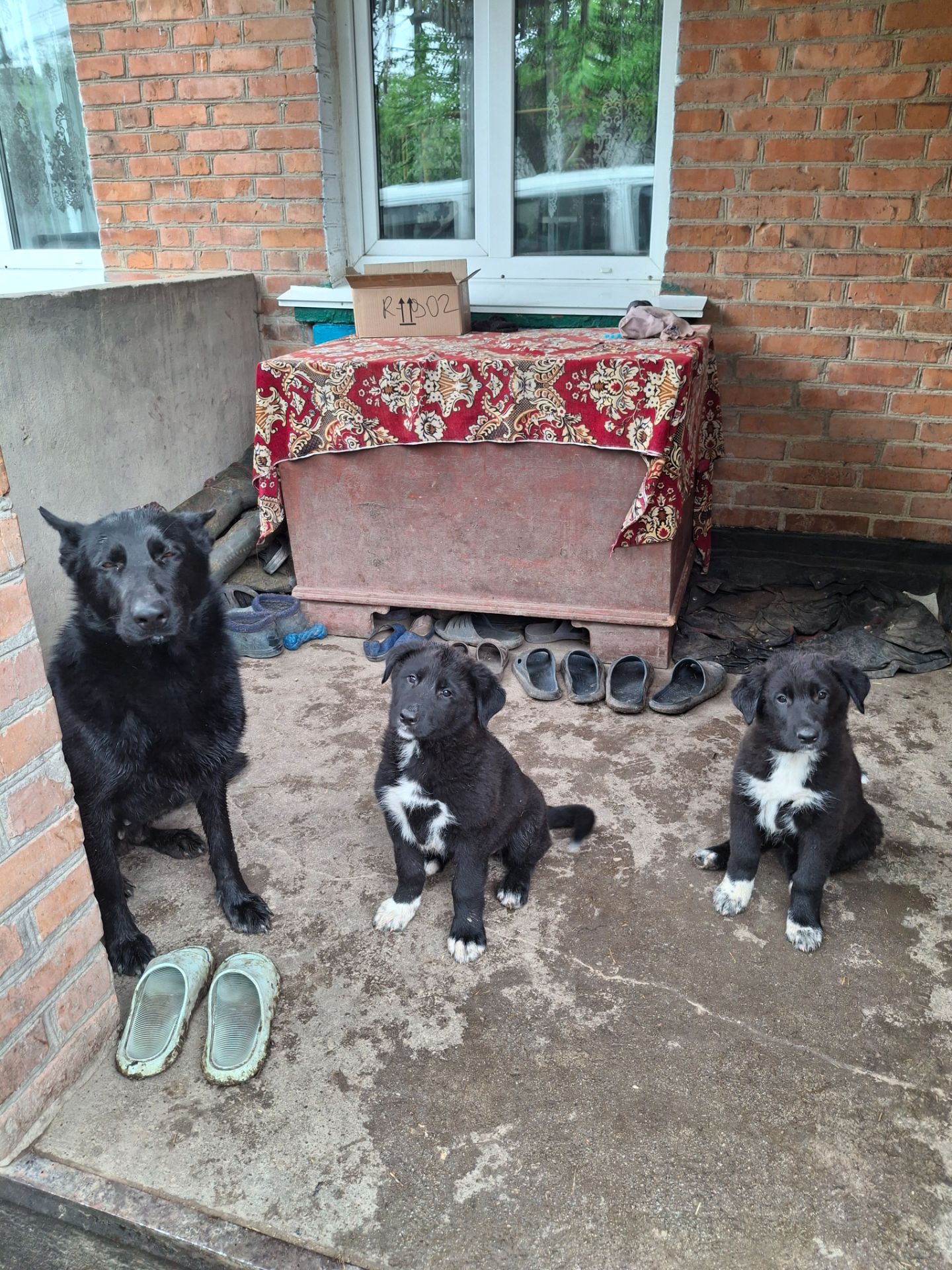 Цуценята німецької вівчарки