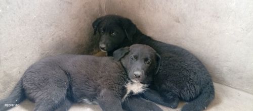 Цуценята німецької вівчарки
