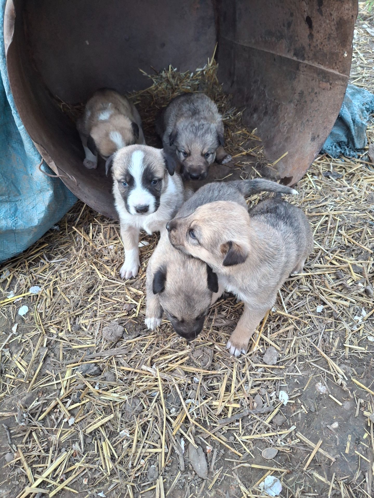 Цуценята німецької вівчарки