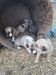 Цуценята німецької вівчарки