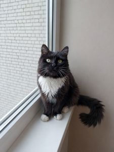 Котик у хороші руки
