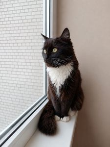 Котик у хороші руки