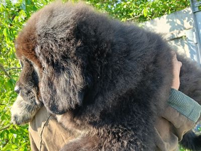 Цуценята тибетського мастифа