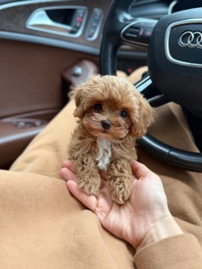 Baby face мікро мальтіпу ф1 хлопчик