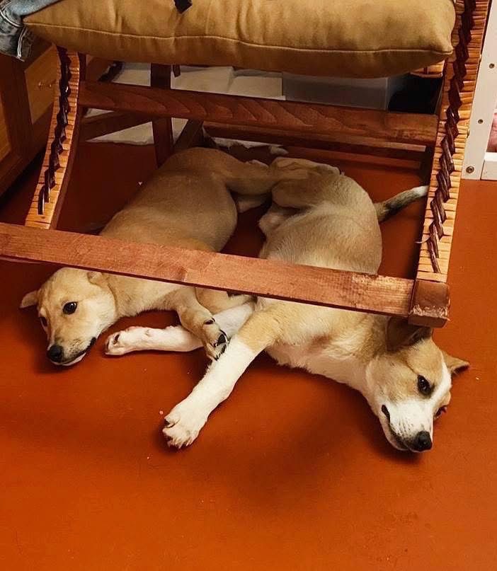 Цуцик Буч хоче стати домашнім!