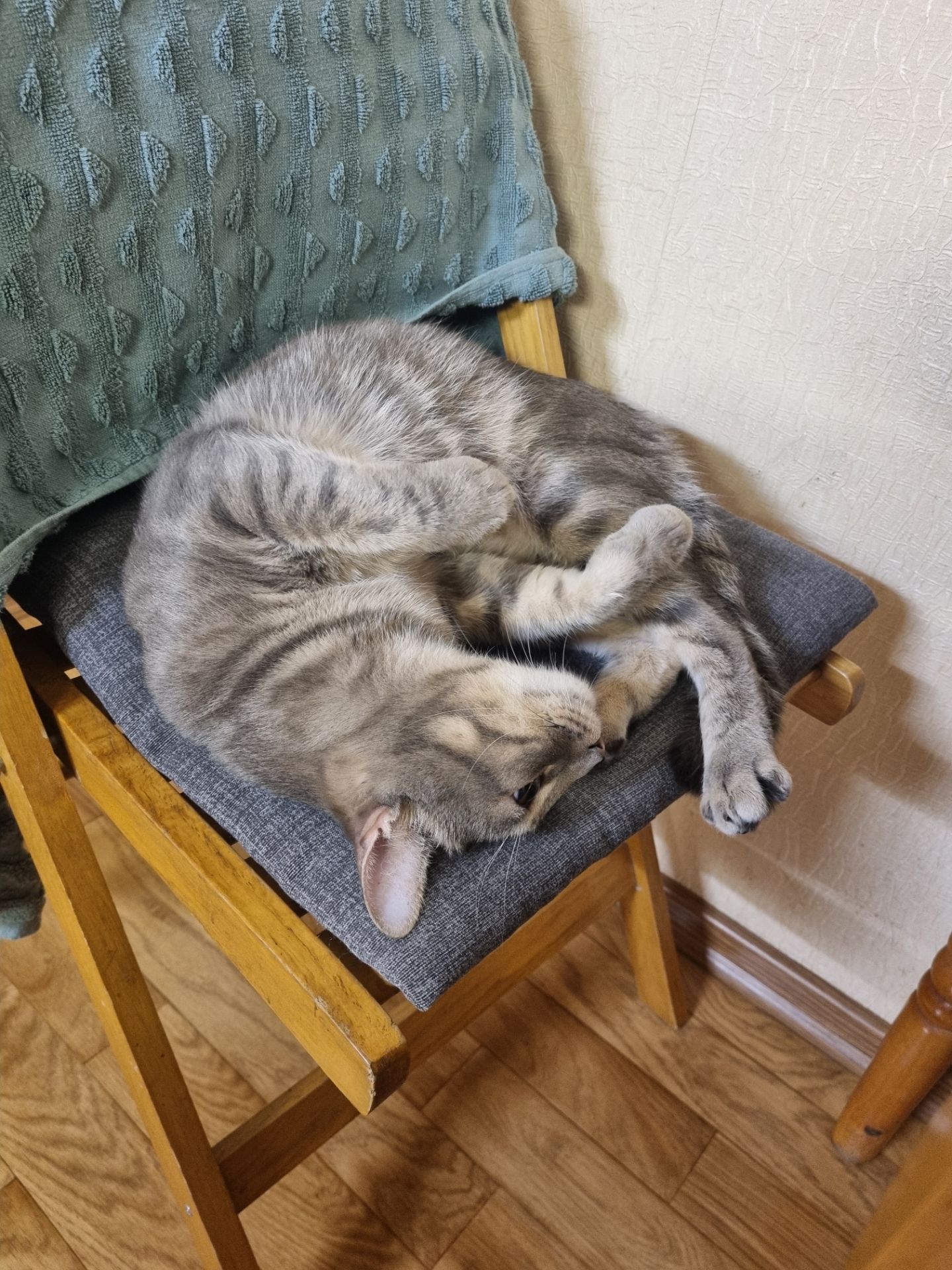 Срочно ищет дом ласковый кот Генри