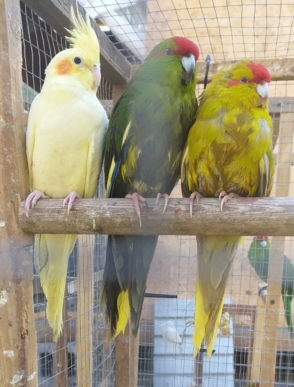 Какарік