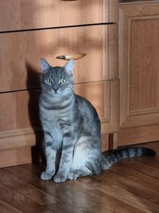 Срочно ищет дом ласковый кот Генри