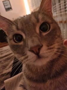 Срочно ищет дом ласковый кот Генри