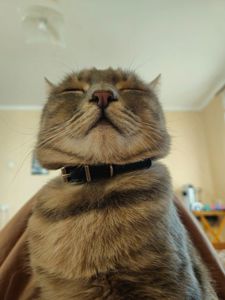 Срочно ищет дом ласковый кот Генри